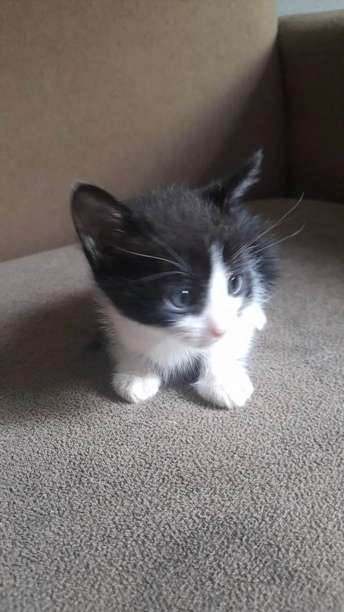 Gato ra a  idade Abaixo de 2 meses nome Gato