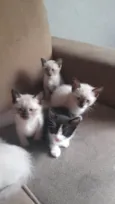Gato