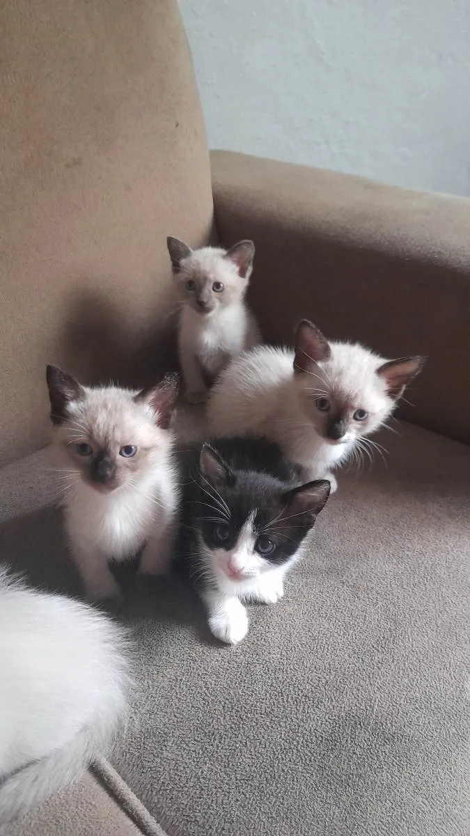 Gato ra a  idade Abaixo de 2 meses nome Gato