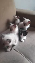 Gato