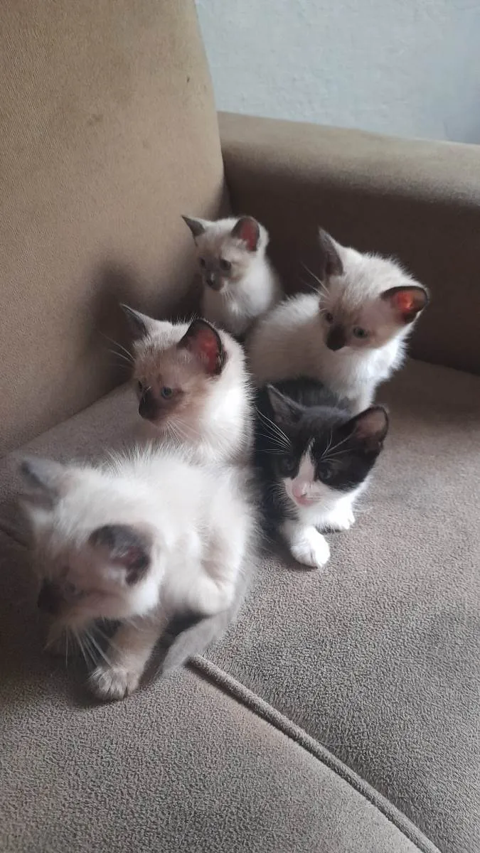 Gato ra a  idade Abaixo de 2 meses nome Gato