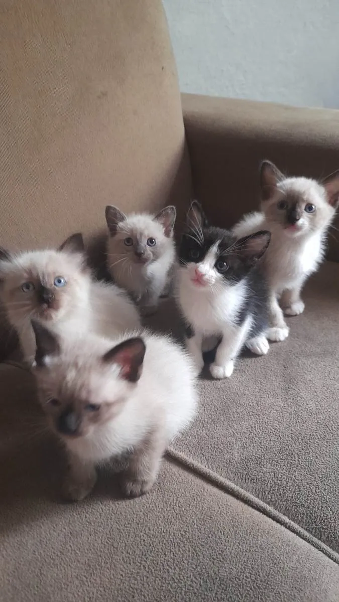Gato ra a  idade Abaixo de 2 meses nome Gato