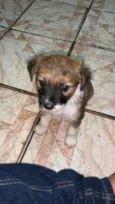 Lua
