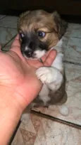 Lua