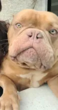 Brutus