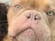 Brutus