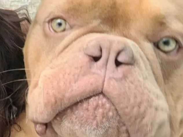 Cachorro ra a American Bully idade 2 anos nome Brutus