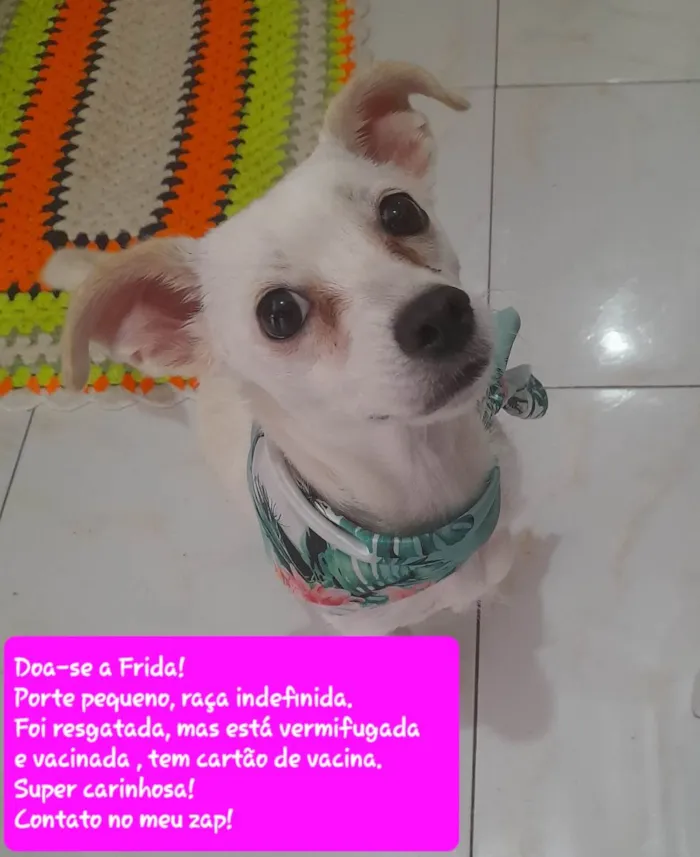 Cachorro ra a SRD-ViraLata idade 7 a 11 meses nome Frida