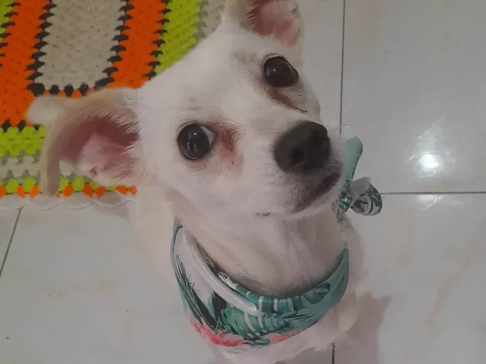 Cachorro ra a SRD-ViraLata idade 7 a 11 meses nome Frida