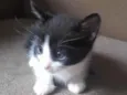 Gato
