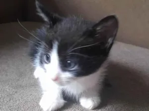 Gato raça  idade Abaixo de 2 meses nome Gato