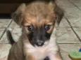 Lua