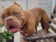 Brutus