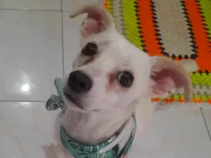 Cachorro raça SRD-ViraLata idade 7 a 11 meses nome Frida