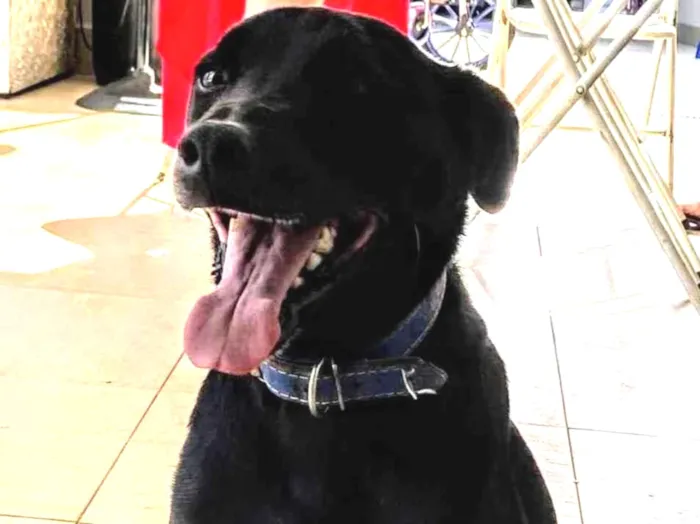 Cachorro ra a SRD-ViraLata idade 4 anos nome Hulk