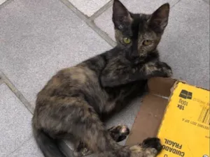Gato raça Srd idade 2 a 6 meses nome Nutella