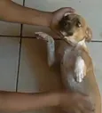 Juju