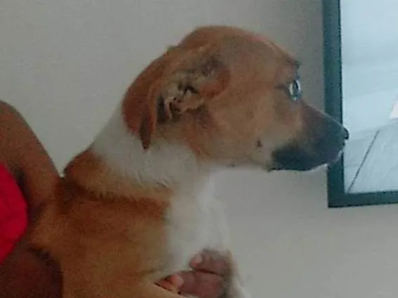 Cachorro ra a Salsicha misturado com beagle idade 2 a 6 meses nome Juju