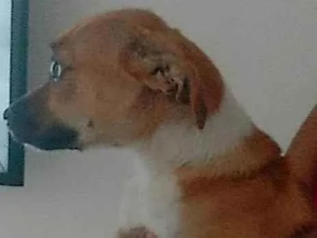 Cachorro ra a Salsicha misturado com beagle idade 2 a 6 meses nome Juju