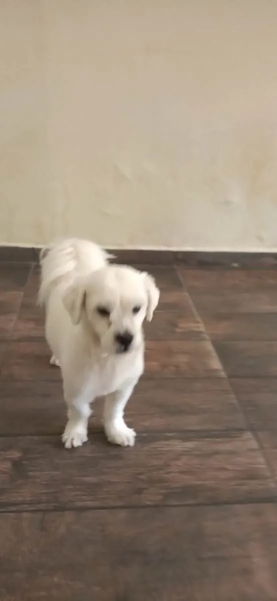 Cachorro ra a Lhasa Apso idade 4 anos nome Milu 