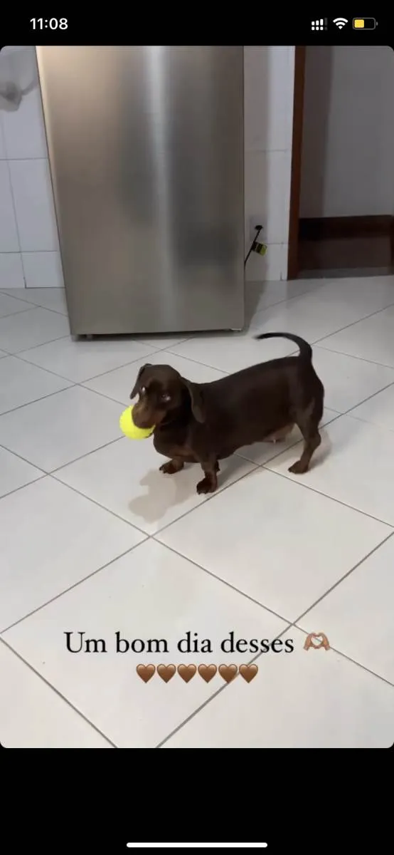 Cachorro ra a Dachshund - Salsicha idade 2 anos nome Catarina