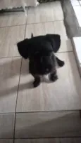 Peludinho