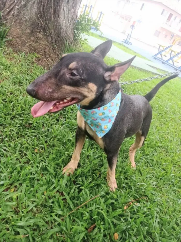 Cachorro ra a Bull terrier idade 2 anos nome Poseidon
