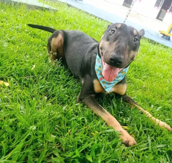 Cachorro ra a Bull terrier idade 2 anos nome Poseidon