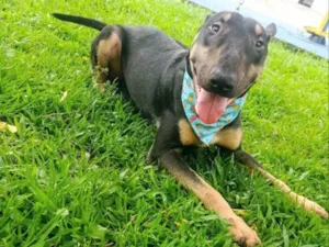 Cachorro raça Bull terrier idade 2 anos nome Poseidon
