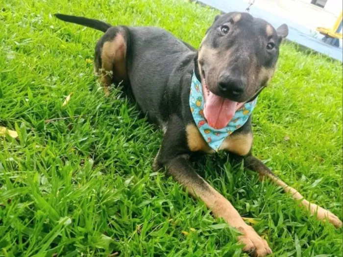 Cachorro ra a Bull terrier idade 2 anos nome Poseidon
