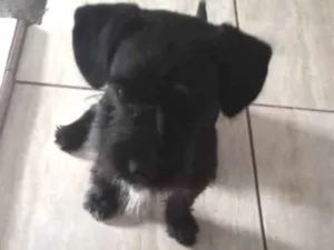 Cachorro raça SRD-ViraLata idade 1 ano nome Peludinho