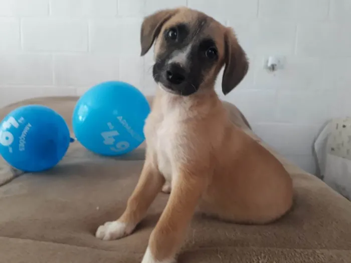 Cachorro ra a SRD-ViraLata idade 2 a 6 meses nome Sem nome