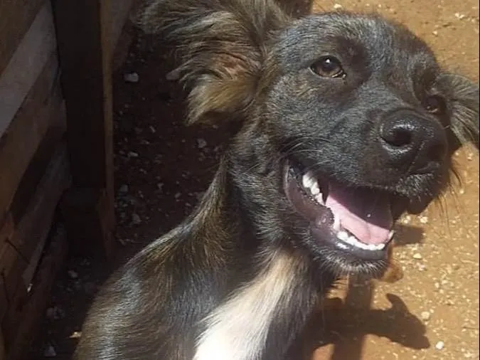 Cachorro ra a SRD-ViraLata idade 2 a 6 meses nome thor