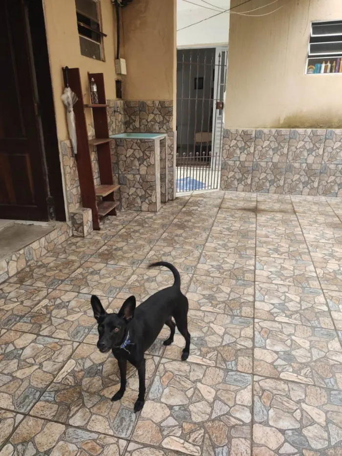 Cachorro ra a Vira lata idade 4 anos nome Molusco