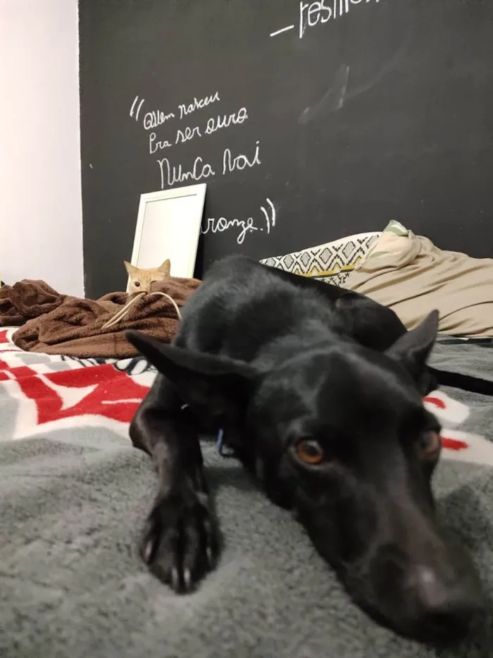 Cachorro ra a Vira lata idade 4 anos nome Molusco
