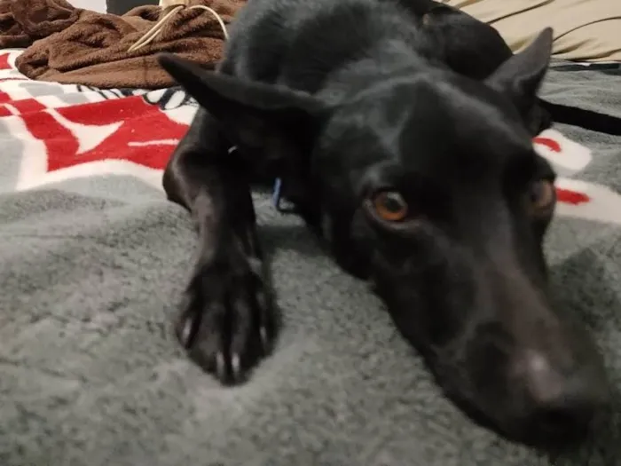 Cachorro ra a Vira lata idade 4 anos nome Molusco