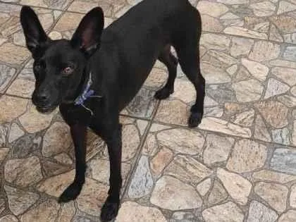 Cachorro ra a Vira lata idade 4 anos nome Molusco