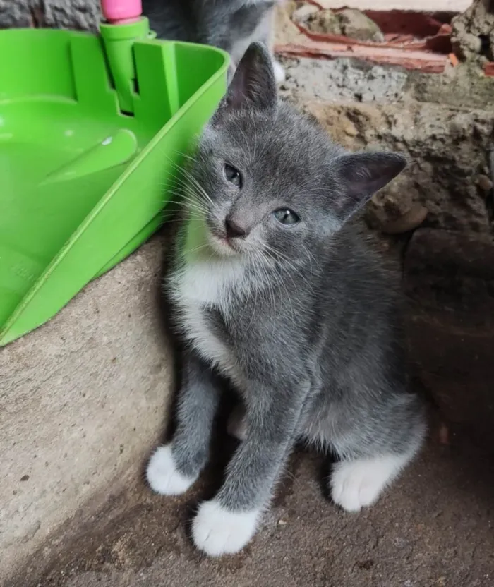 Gato ra a  idade Abaixo de 2 meses nome Um macho e Três fêmeas 