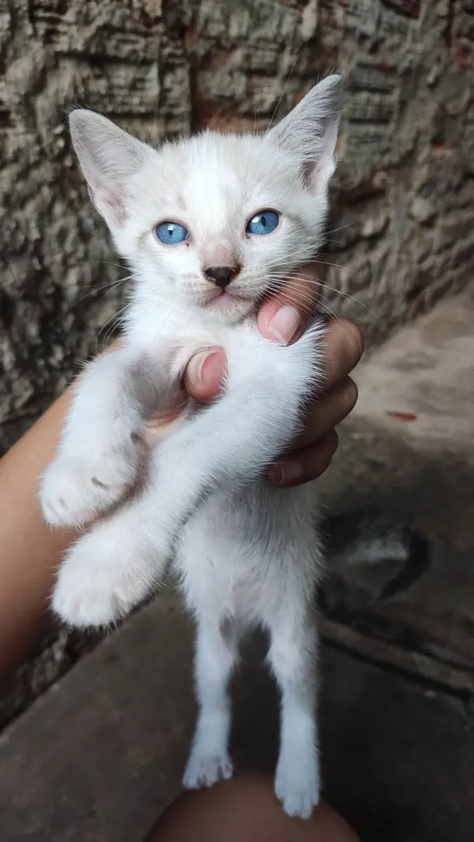 Gato ra a  idade Abaixo de 2 meses nome Um macho e Três fêmeas 