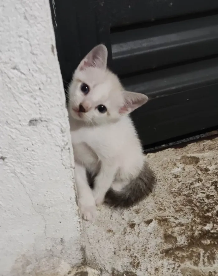 Gato ra a  idade Abaixo de 2 meses nome Um macho e Três fêmeas 