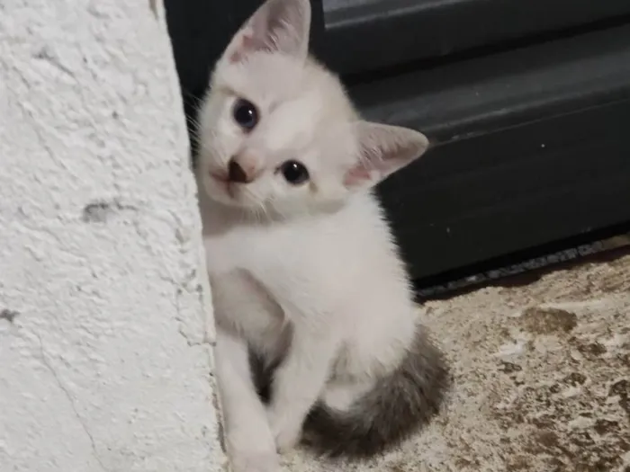 Gato ra a  idade Abaixo de 2 meses nome Um macho e Três fêmeas 