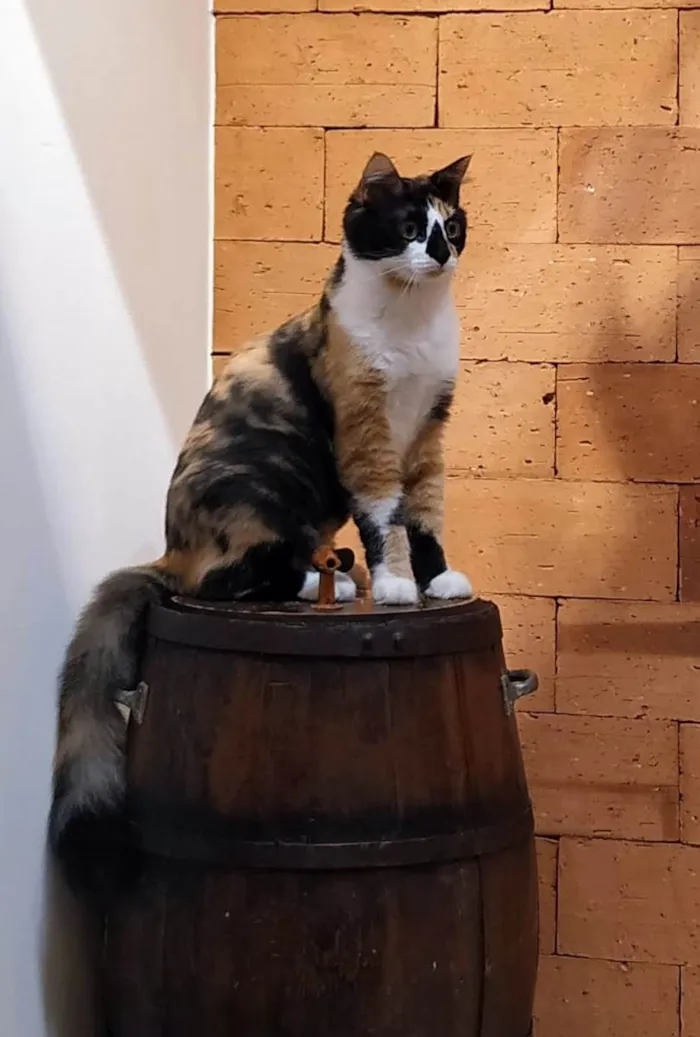 Gato ra a Angorá idade 2 anos nome Luna
