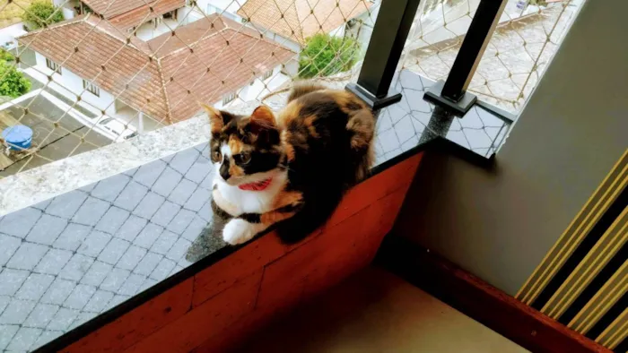 Gato ra a Angorá idade 2 anos nome Luna