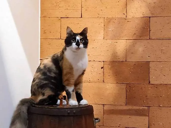 Gato ra a Angorá idade 2 anos nome Luna