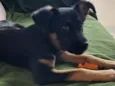 FIFI