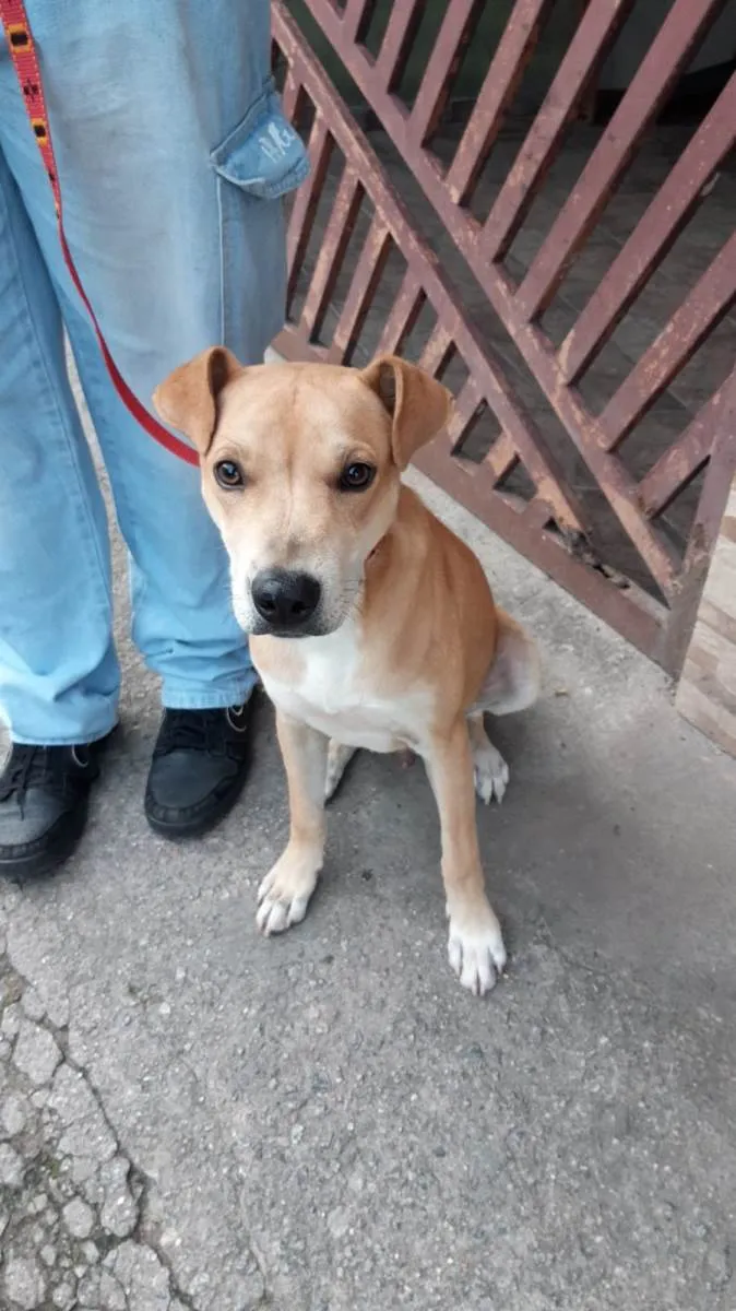 Cachorro ra a SRD-ViraLata idade 7 a 11 meses nome pudim