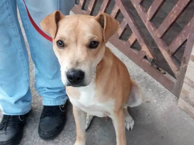 Cachorro ra a SRD-ViraLata idade 7 a 11 meses nome pudim