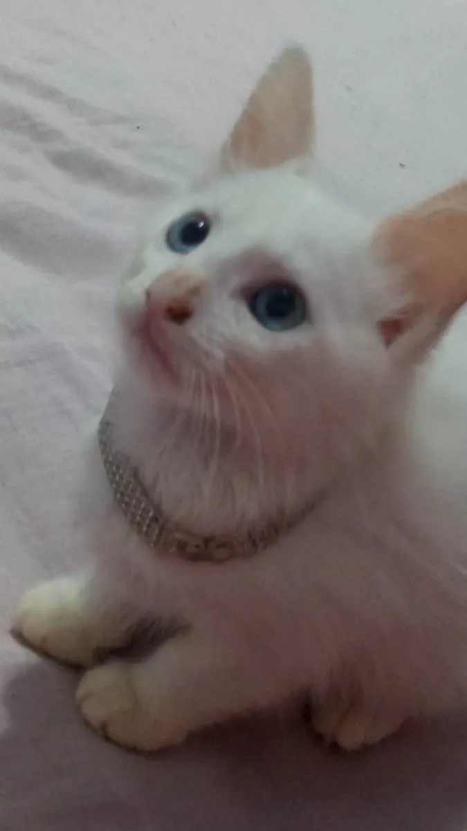 Gato ra a  idade 2 a 6 meses nome brisa