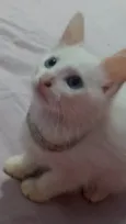 brisa