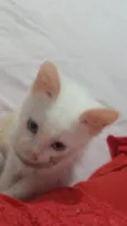 brisa